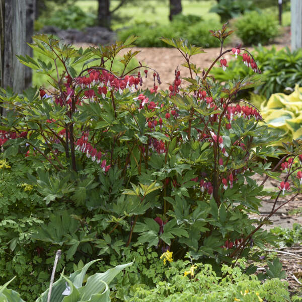 Valentine® Bleeding Heart (Dicentra) - Image 6