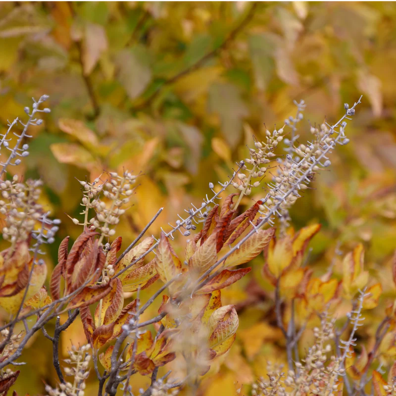 Vanilla Spice® Summersweet (Clethra) - Image 4