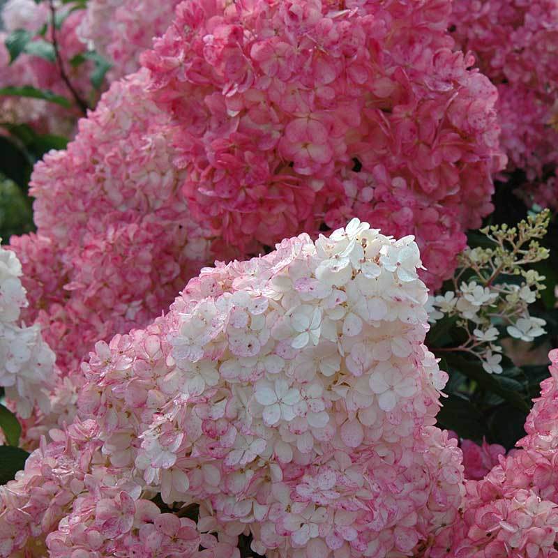 Vanilla Strawberry® Panicle Hydrangea - Image 2