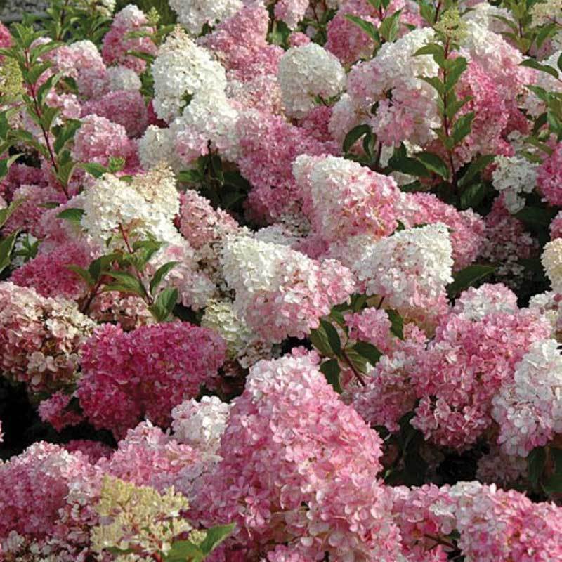 Vanilla Strawberry® Panicle Hydrangea - Image 3