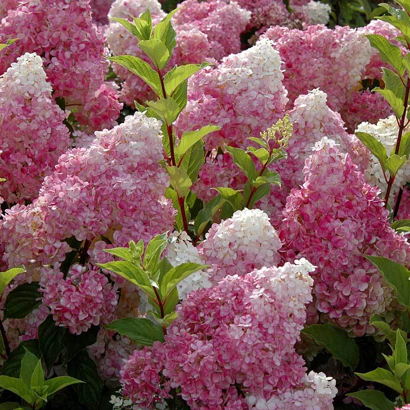 Vanilla Strawberry® Panicle Hydrangea - Image 4