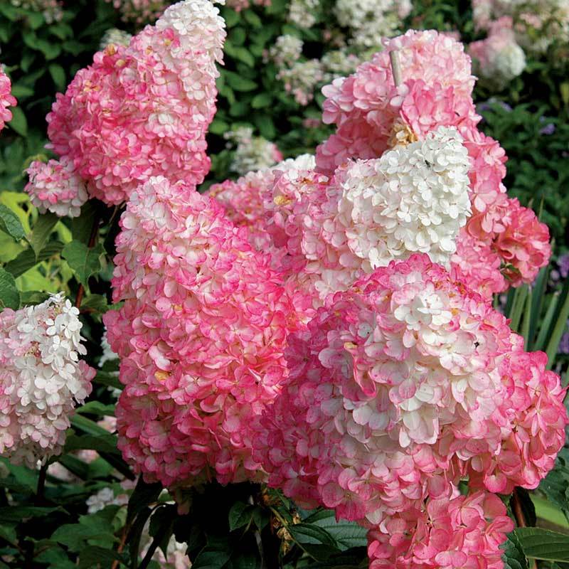 Vanilla Strawberry® Panicle Hydrangea - Image 5