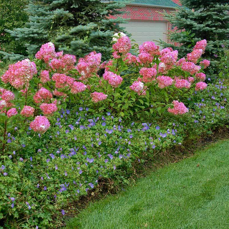 Vanilla Strawberry® Panicle Hydrangea - Image 6
