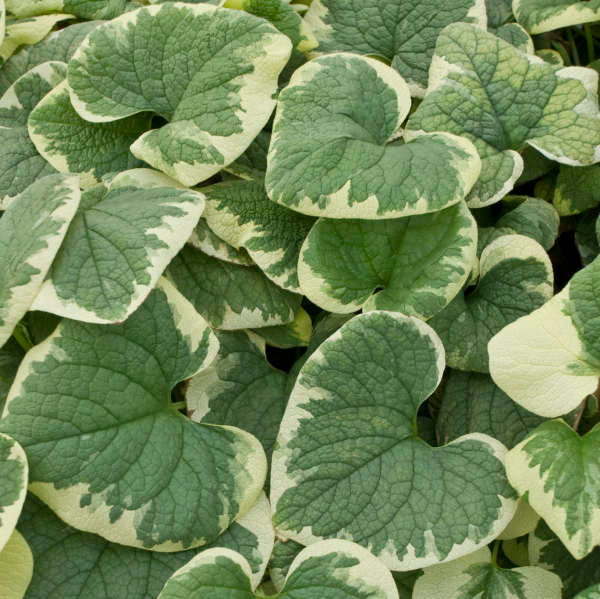 'Variegata' Siberian Bugloss (Brunnera) - Image 2
