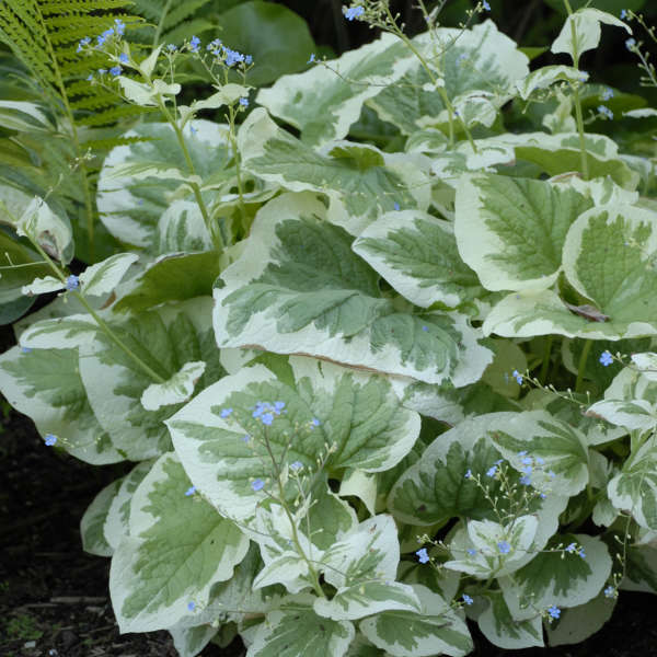 'Variegata' Siberian Bugloss (Brunnera) - Image 3
