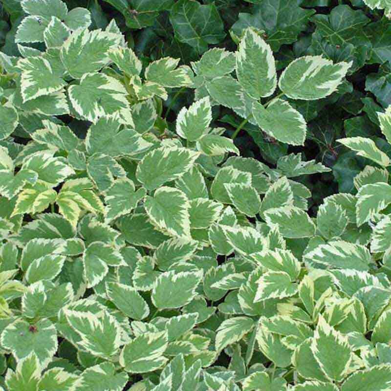 Variegated Bishop's Weed (Aegopodium) - Image 2