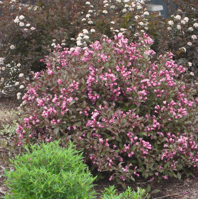 Very Fine Wine™ Weigela - Image 2