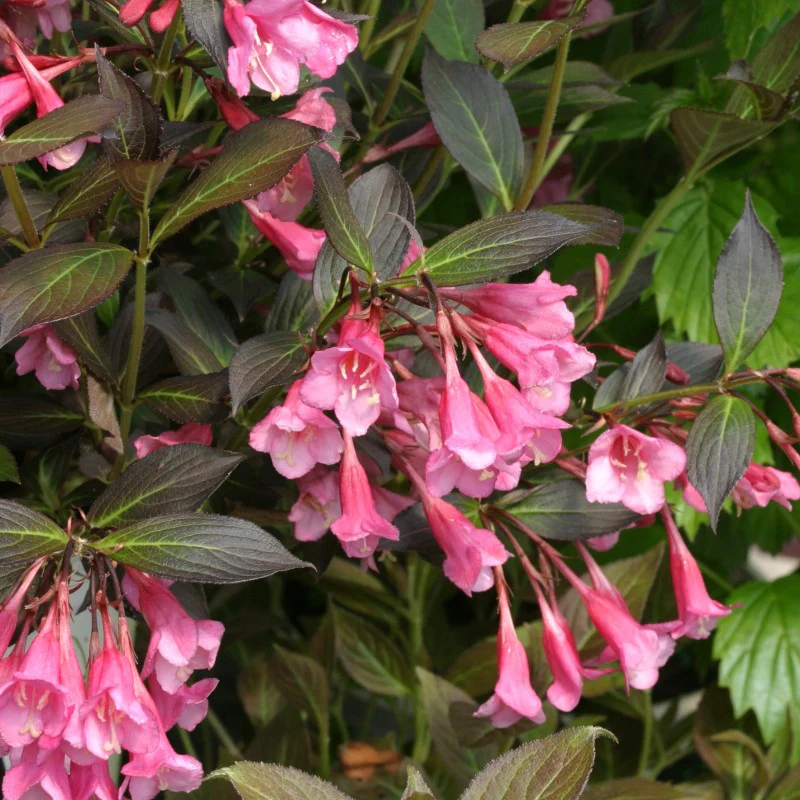 Very Fine Wine™ Weigela - Image 3