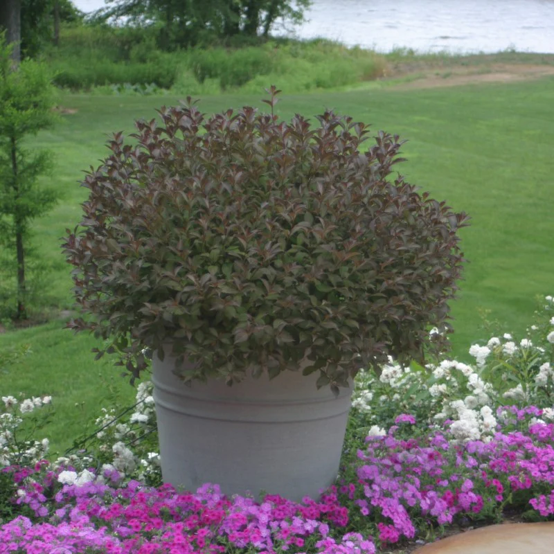 Very Fine Wine™ Weigela - Image 4