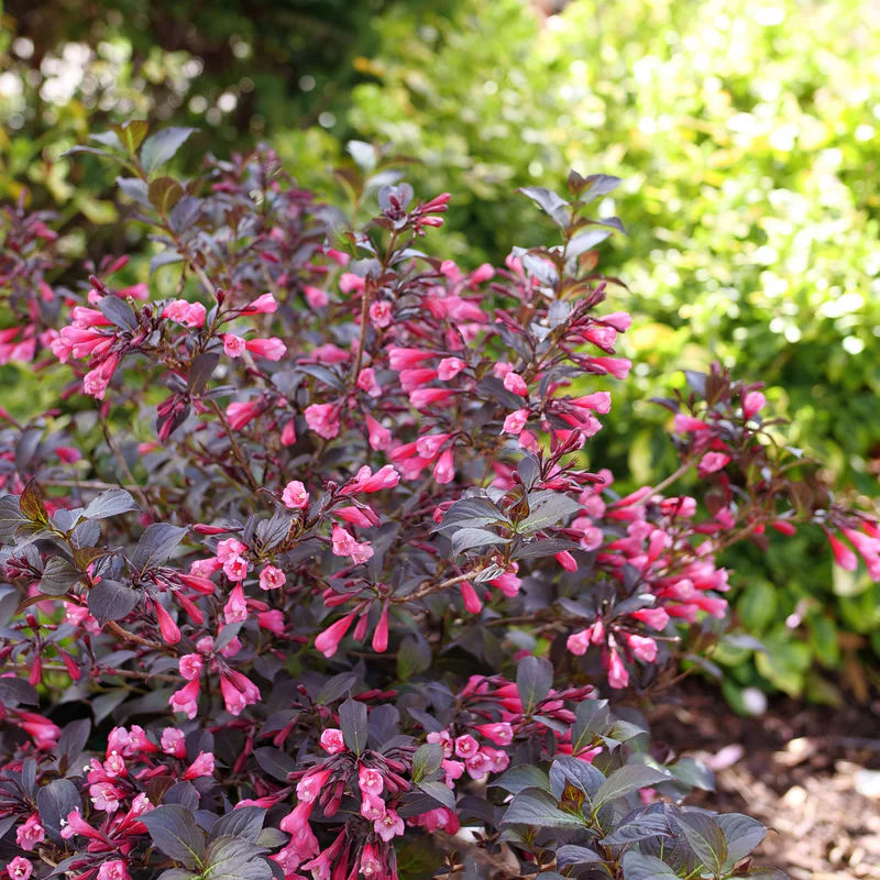 Very Fine Wine™ Weigela - Image 5