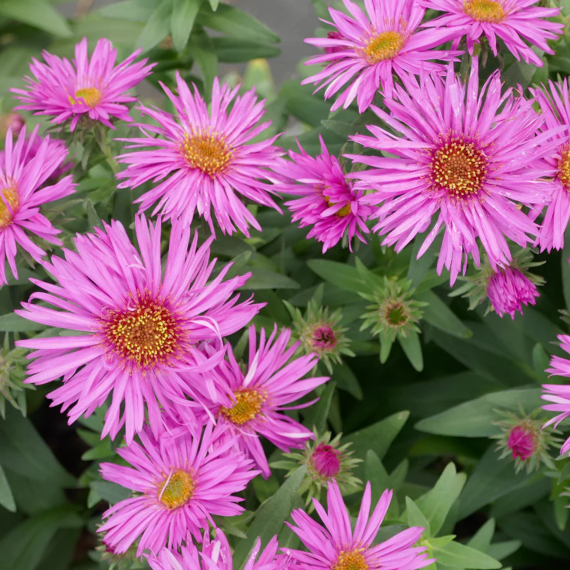 'Vibrant Dome' Aster - Image 3
