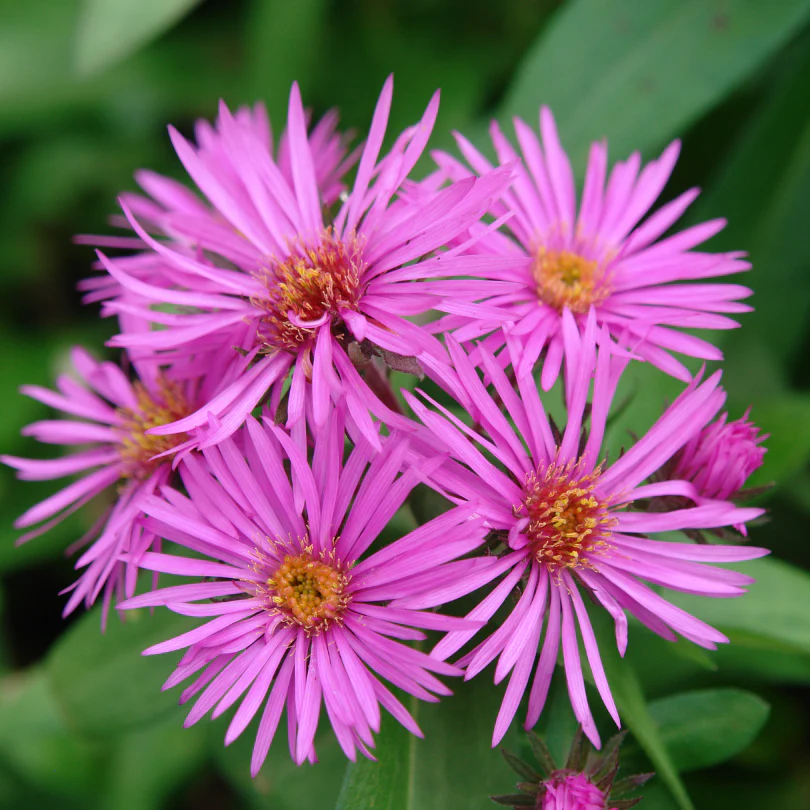 'Vibrant Dome' Aster - Image 4