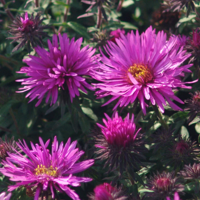 'Vibrant Dome' Aster - Image 5