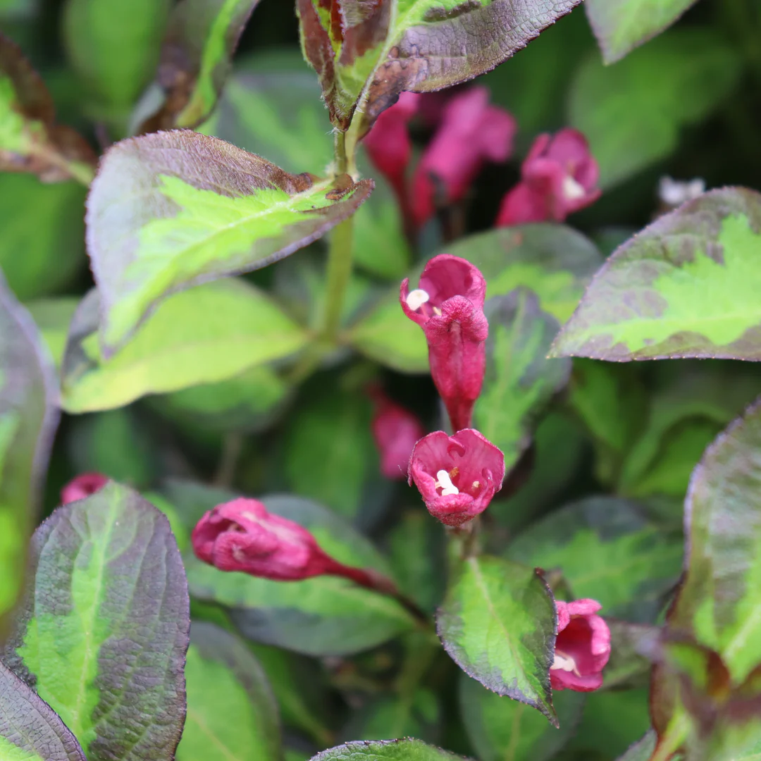 Vinho VerdeĀ® Weigela - Image 3