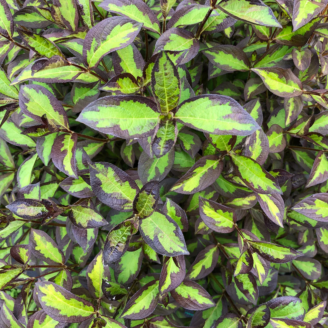 Vinho VerdeĀ® Weigela - Image 4