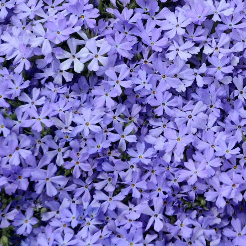'Violet Pinwheels' Creeping Phlox - Image 2