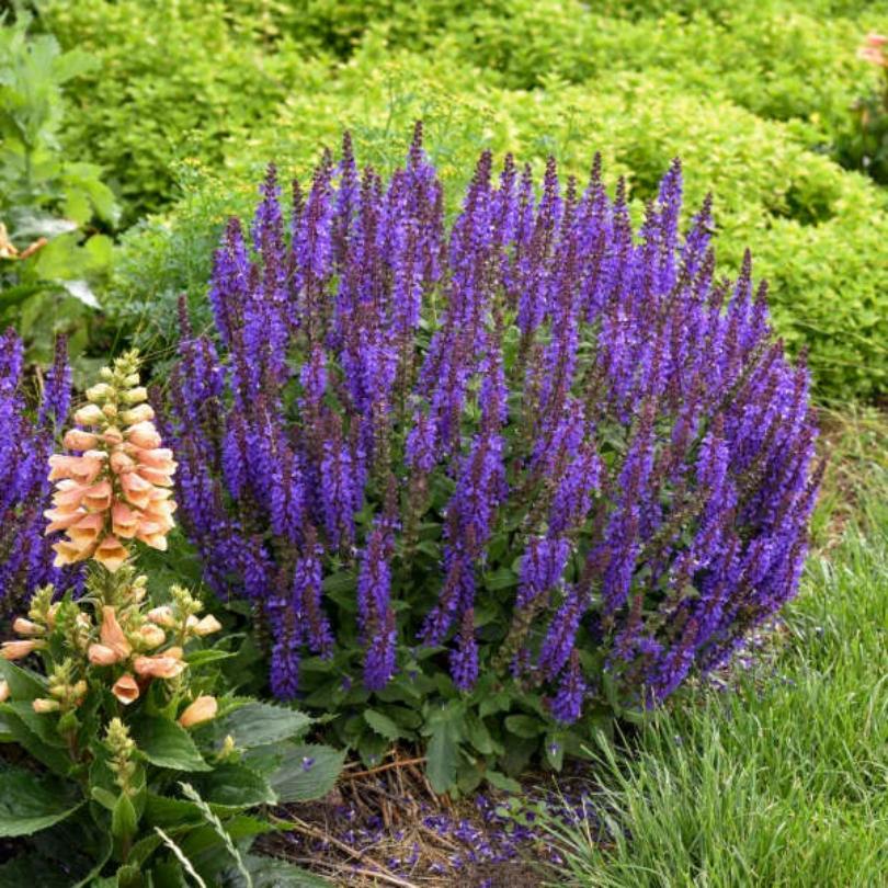'Violet Profusion' Salvia - Image 5