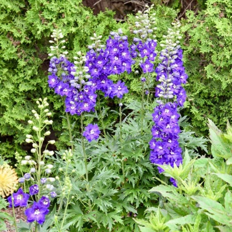 ‘Violets Are Blue’ Delphinium