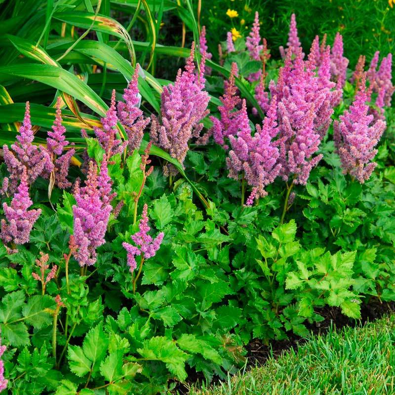 'Visions' Astilbe - Image 4