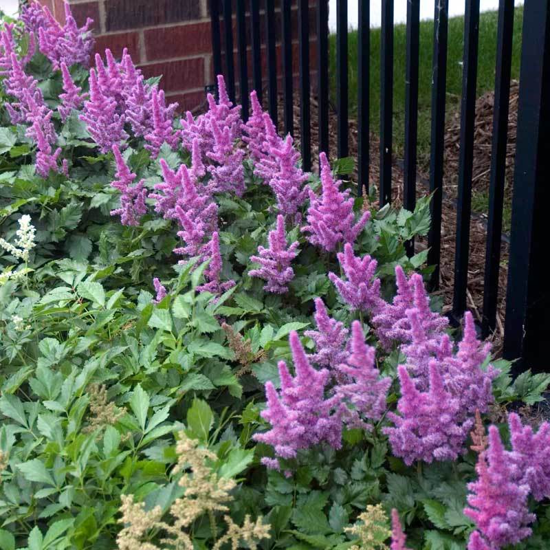 'Visions' Astilbe - Image 5