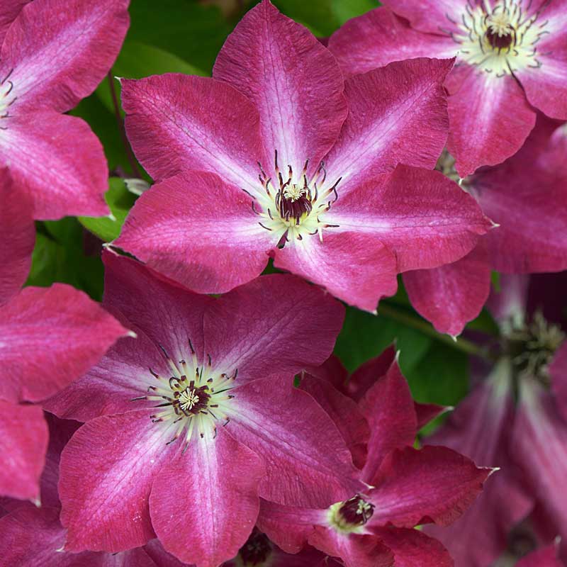 'Viva Polonia' Clematis