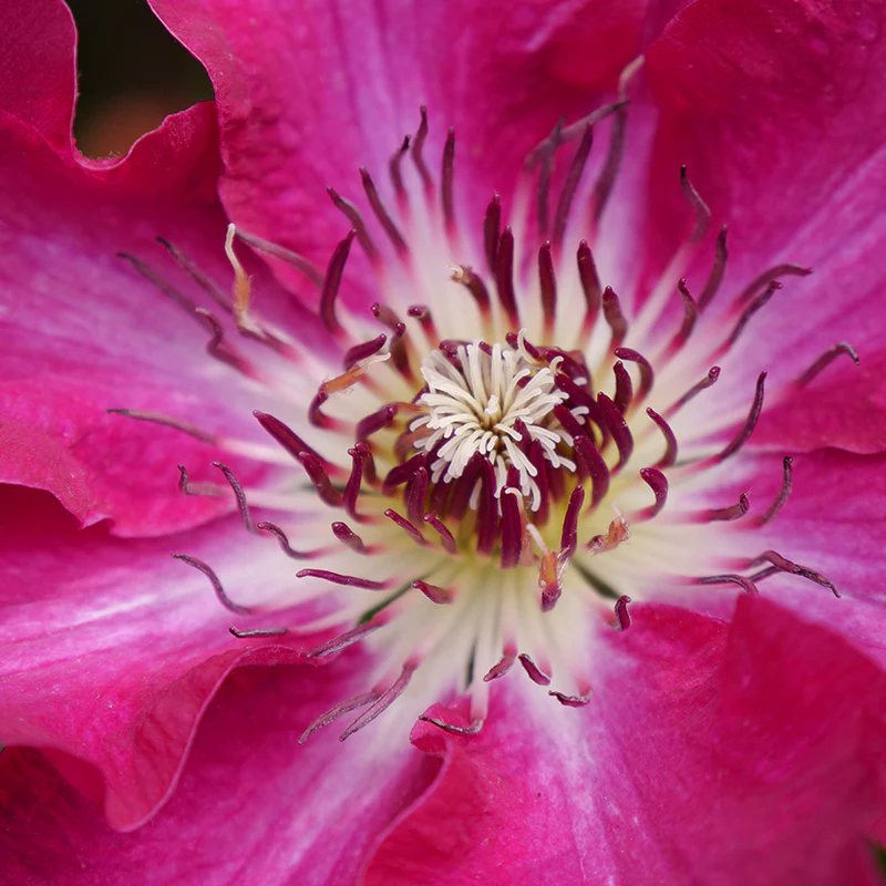 'Viva Polonia' Clematis - Image 4