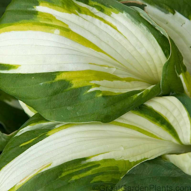 'Vulcan' Hosta - Image 2