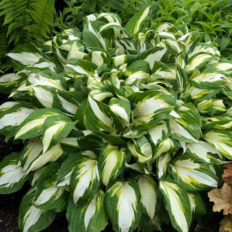 'Vulcan' Hosta - Image 3