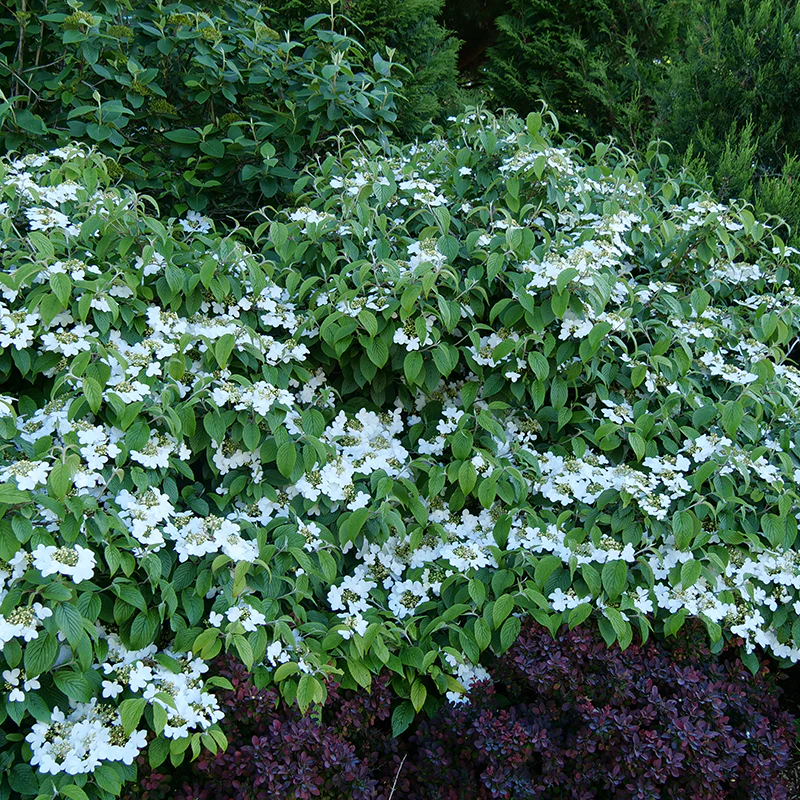 Wabi-SabiĀ® Doublefile Viburnum