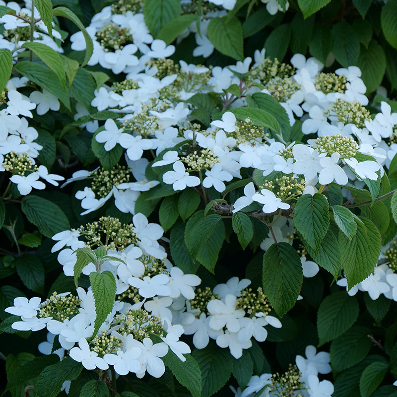 Wabi-SabiĀ® Doublefile Viburnum - Image 2