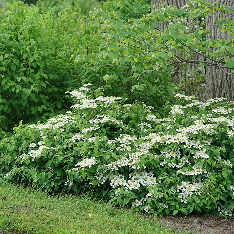 Wabi-SabiĀ® Doublefile Viburnum - Image 3