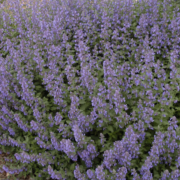 Walker's Low Catmint (Nepeta) - Image 3