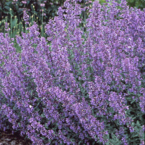 Walker's Low Catmint (Nepeta) - Image 5