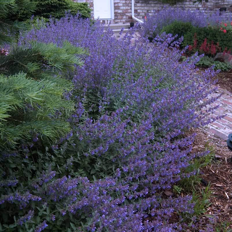 Walker's Low Catmint (Nepeta) - Image 7