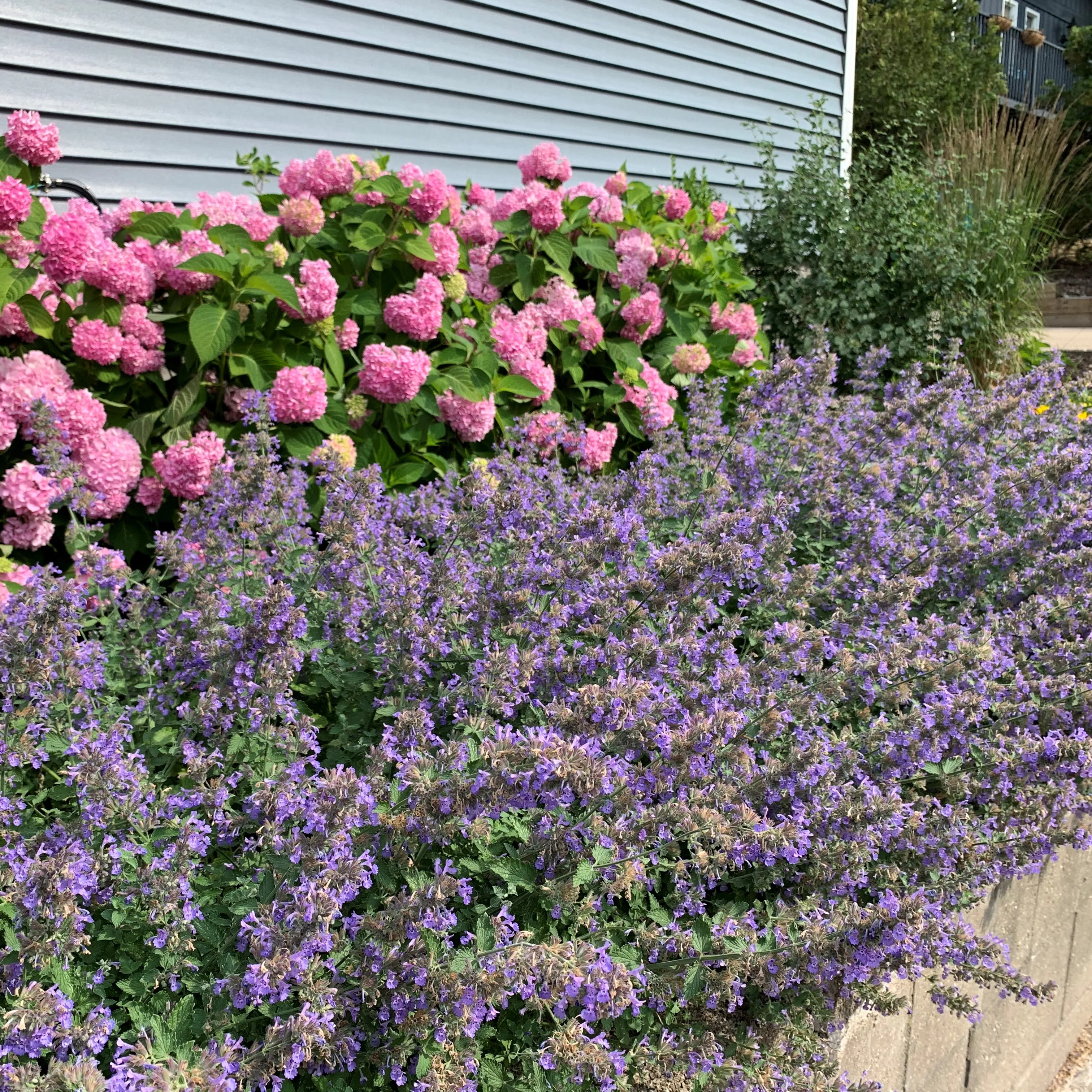 Walker's Low Catmint (Nepeta) - Image 8