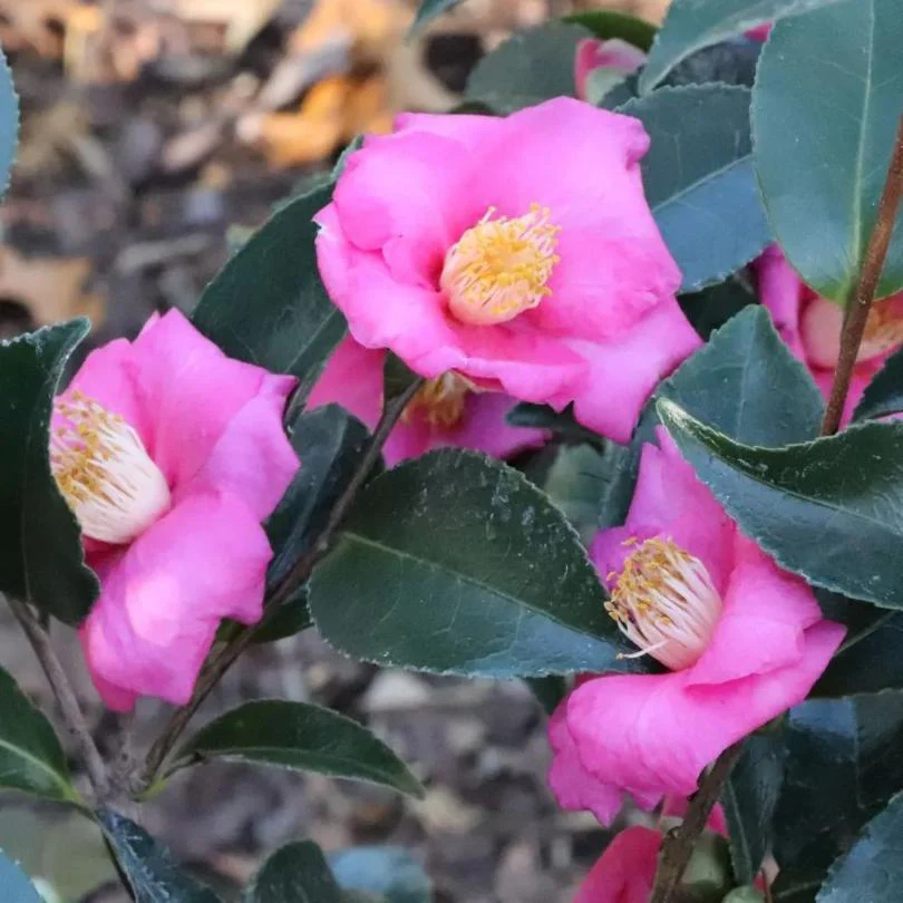 Warm Hearted™ Pink Camellia - Image 3
