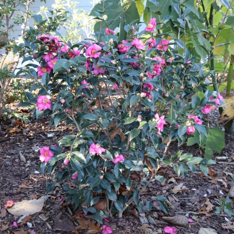 Warm Hearted™ Pink Camellia - Image 4