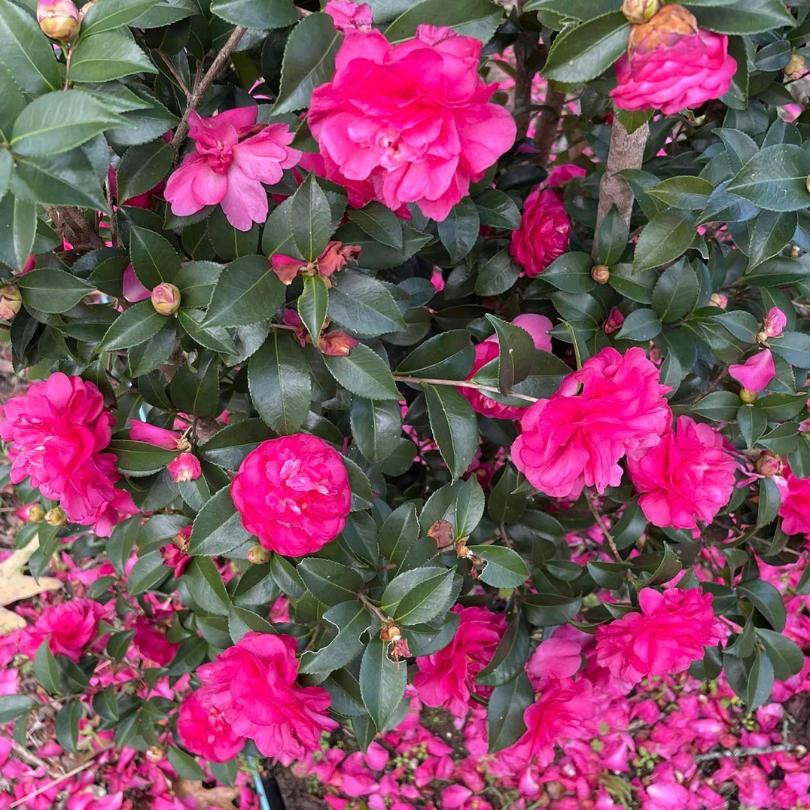 Warm Hearted™ Ruby Camellia - Image 3