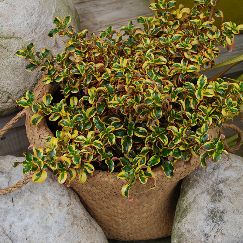 Waxwing™ Gold Mirror Bush (Coprosma) - Image 2
