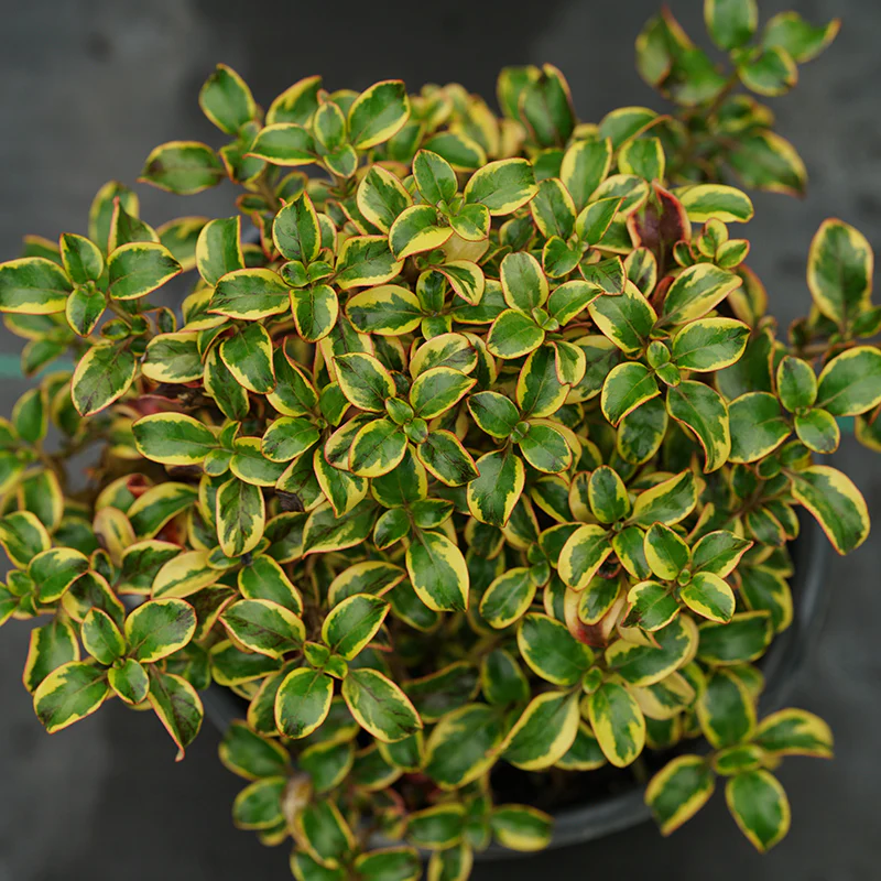 Waxwing™ Gold Mirror Bush (Coprosma) - Image 3
