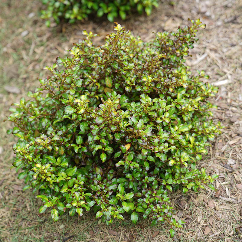 Waxwing™ Lime Mirror Bush - Image 4