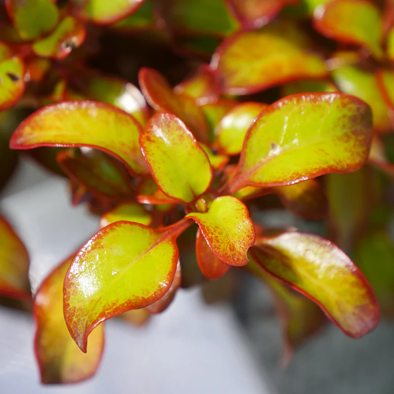 Waxwing™ Orange Mirror Bush (Coprosma) - Image 3