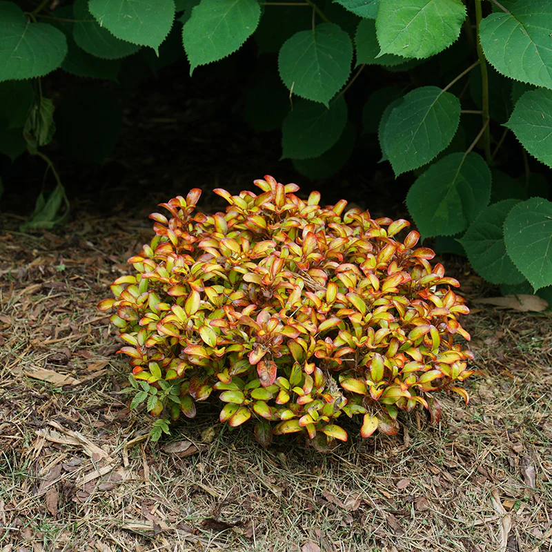Waxwing™ Orange Mirror Bush (Coprosma) - Image 4