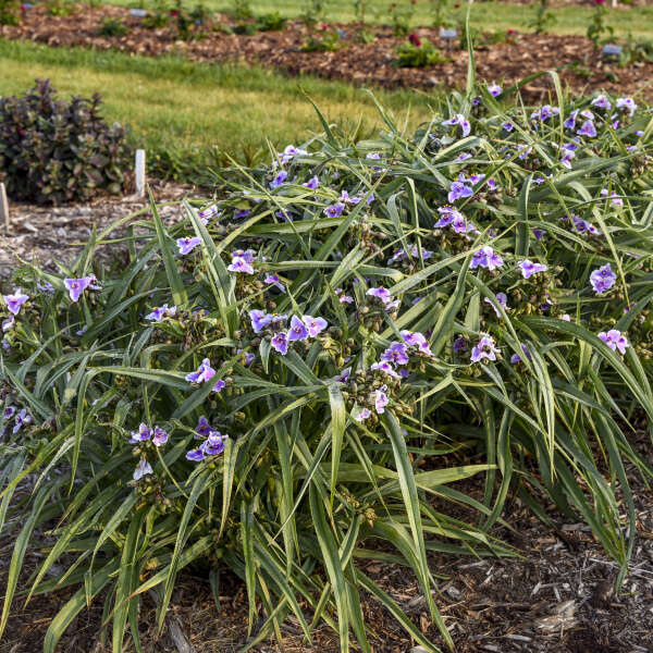 'Webmaster' Spiderwort (Tradescantia) - Image 3
