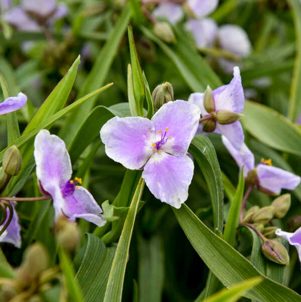 'Webmaster' Spiderwort (Tradescantia) - Image 4