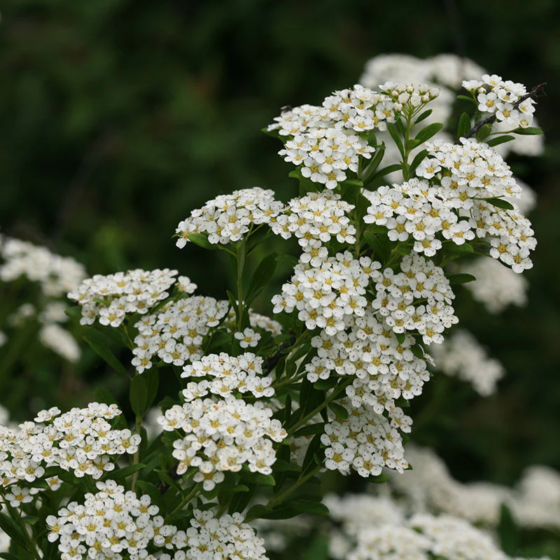 Wedding Cake® Bridal Wreath Spirea - Image 2