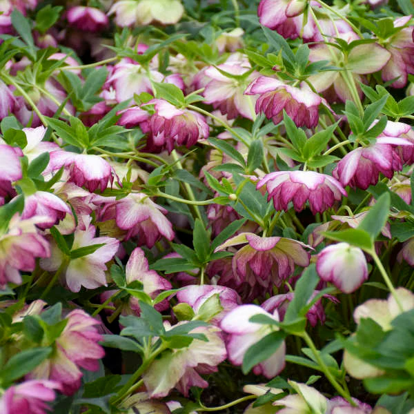 Wedding Party® Blushing Bridesmaid Lenten Rose (Helleborus) - Image 4