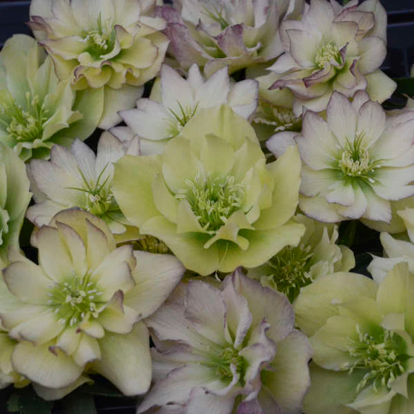 Wedding Party® First Dance Lenten Rose (Helleborus) - Image 2