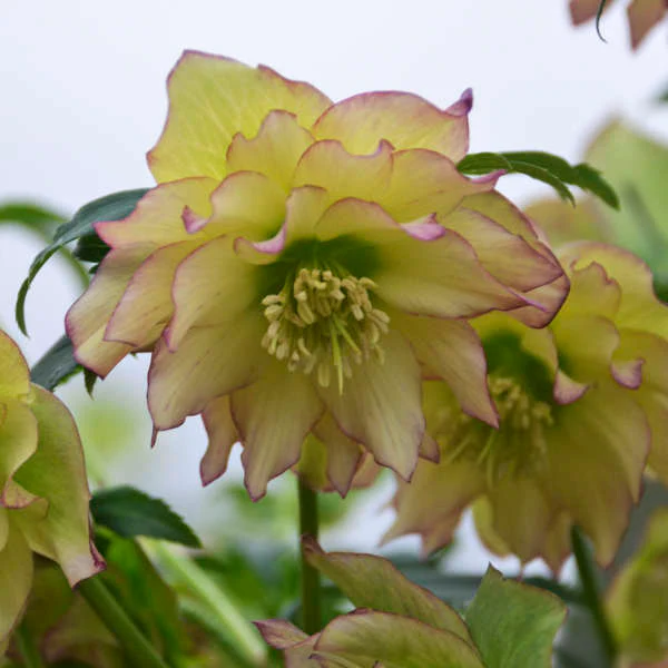 Wedding Party® First Dance Lenten Rose (Helleborus) - Image 4