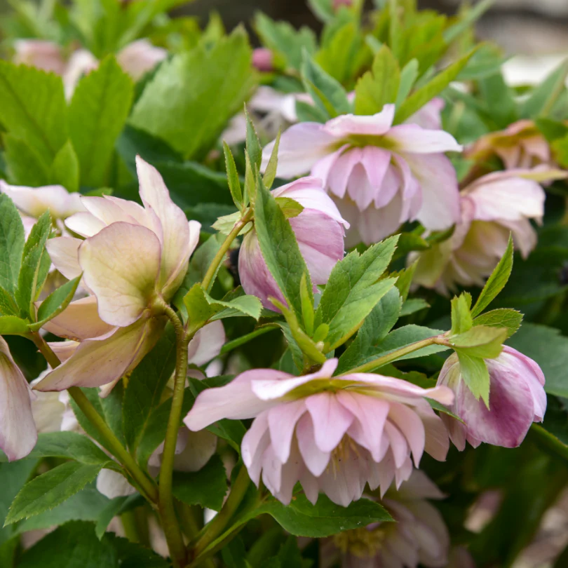 Wedding Party® 'Flower Girl' Lenten Rose (Helleborus) - Image 2